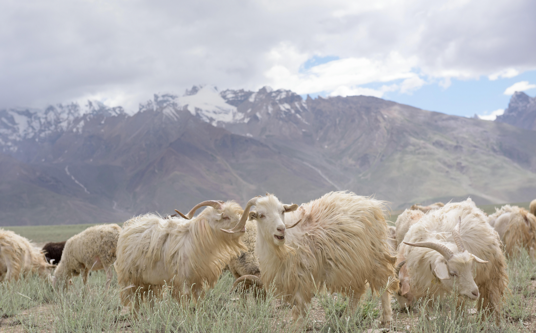 How Ethical is Cashmere? Our Guide to Finding Responsibly Sourced Cashmere